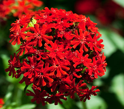 Lychnis chalcedonica (Maltese Cross)